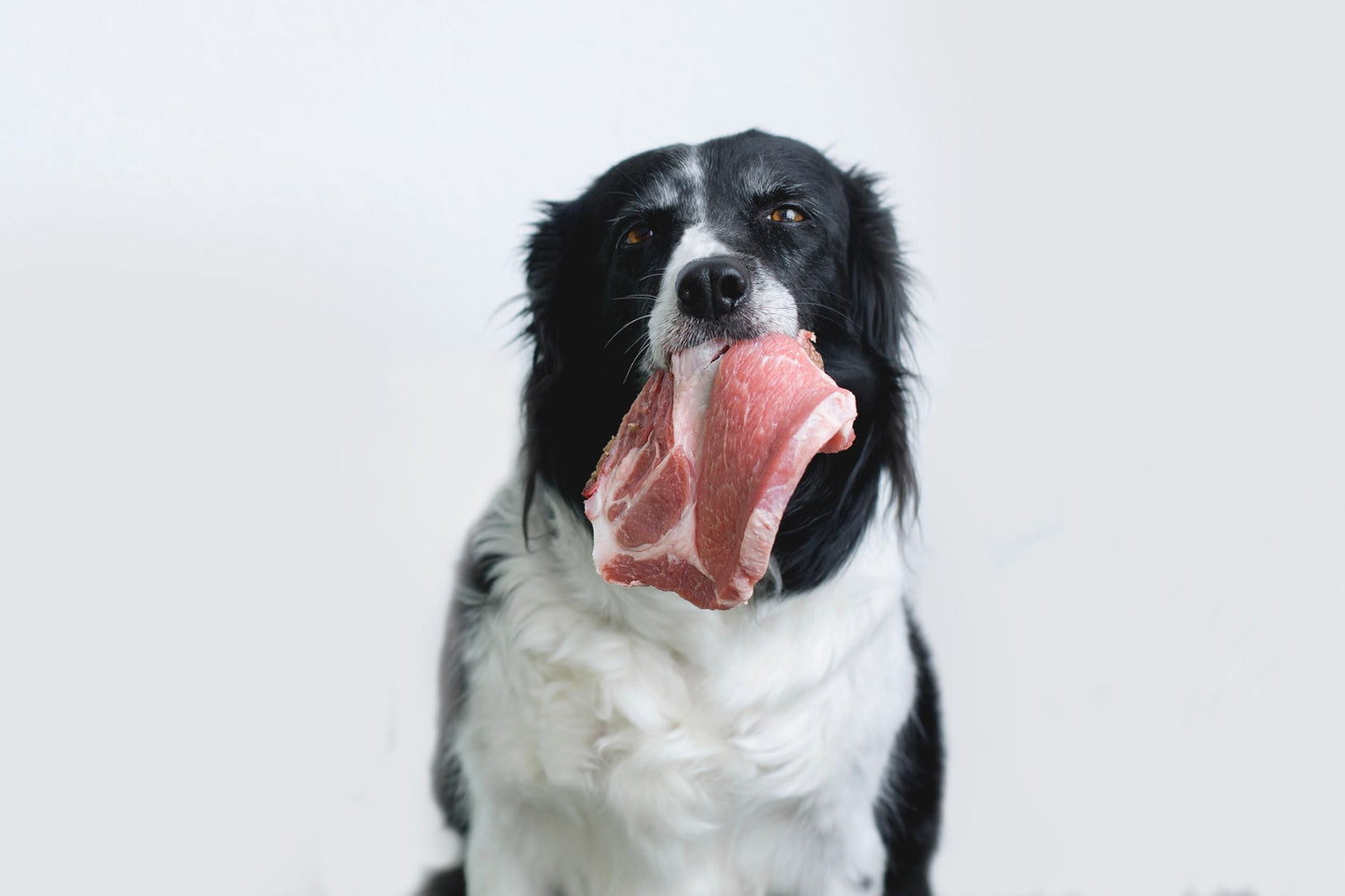 8 Major Benefits of Raw Pet Food For Dogs