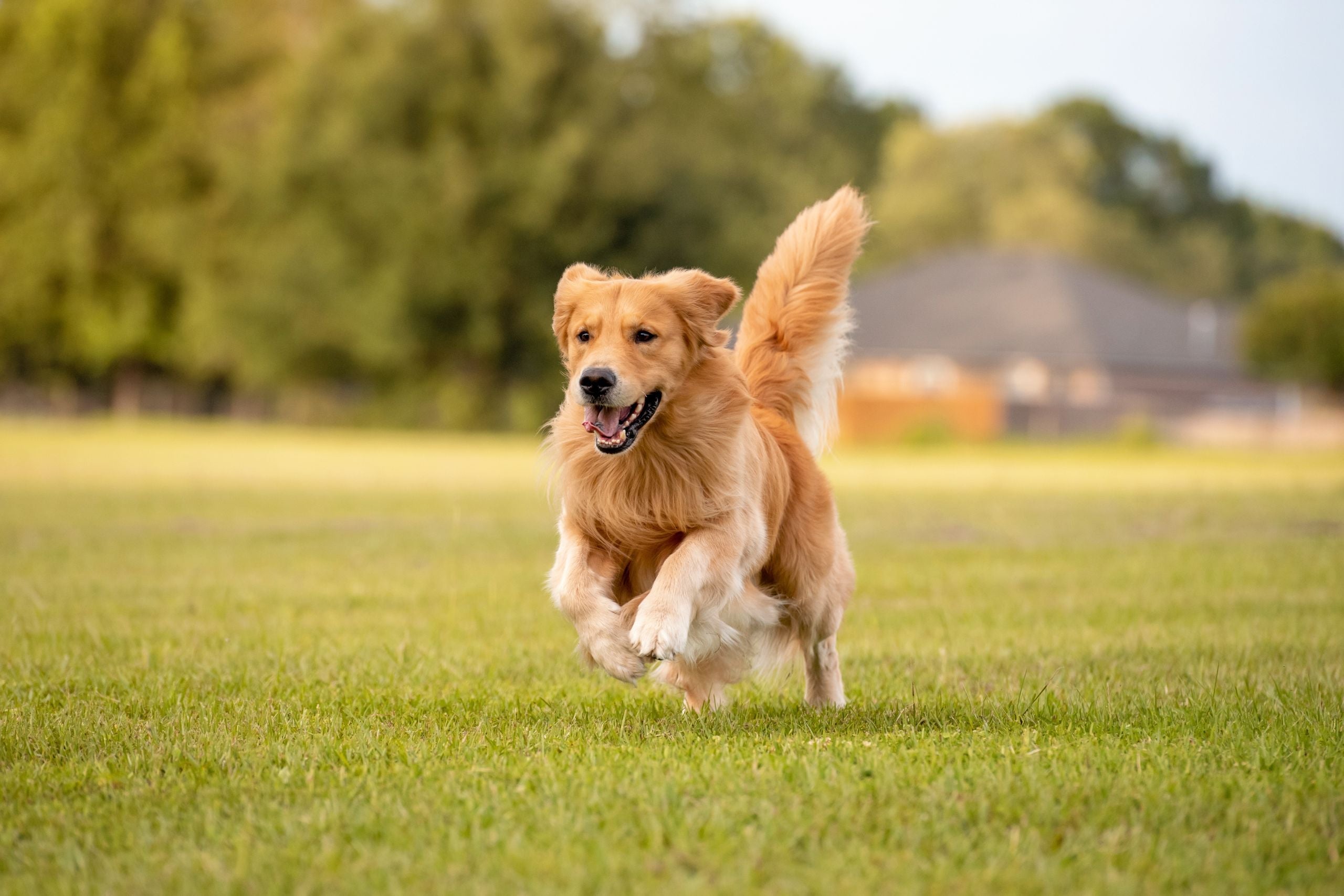 How to Switch Your Dog To a Raw Diet: A Reno Guide