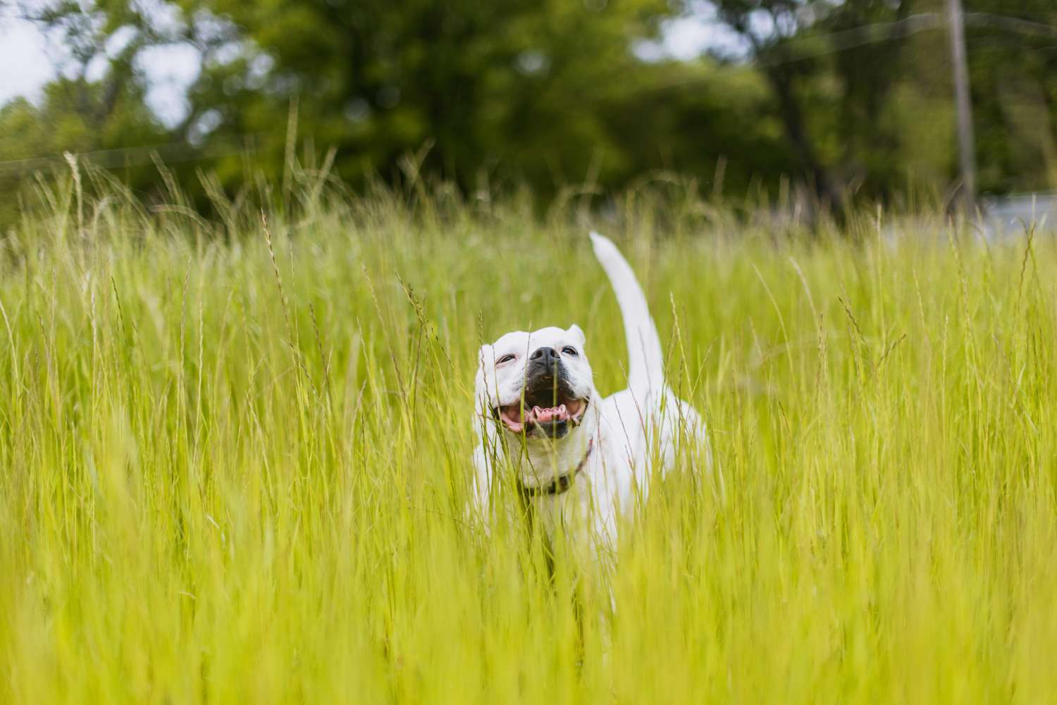 Seasonal Allergies? Tips to help your furry friend.