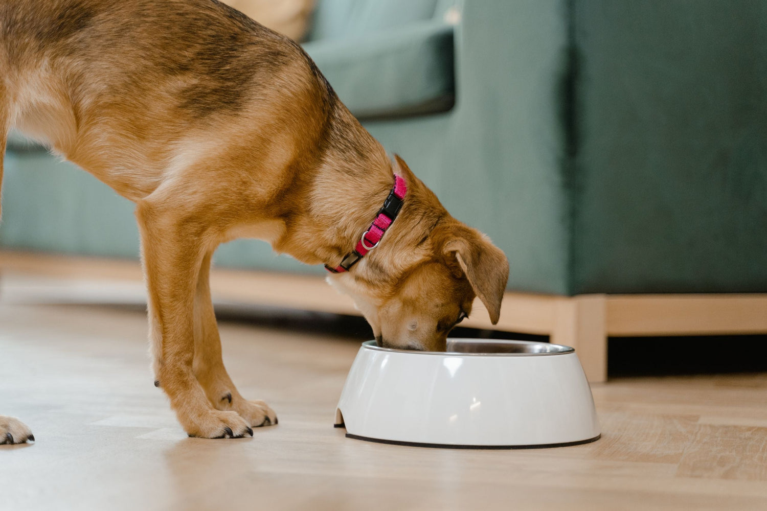 Homemade Raw Dog Food vs. Professionally Prepared Raw Blends: What Pet Parents Should Know