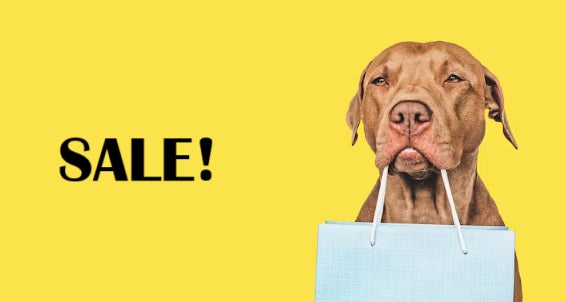 Cute dog with sale bag 