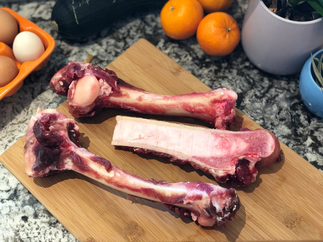 Wild Elk Bones