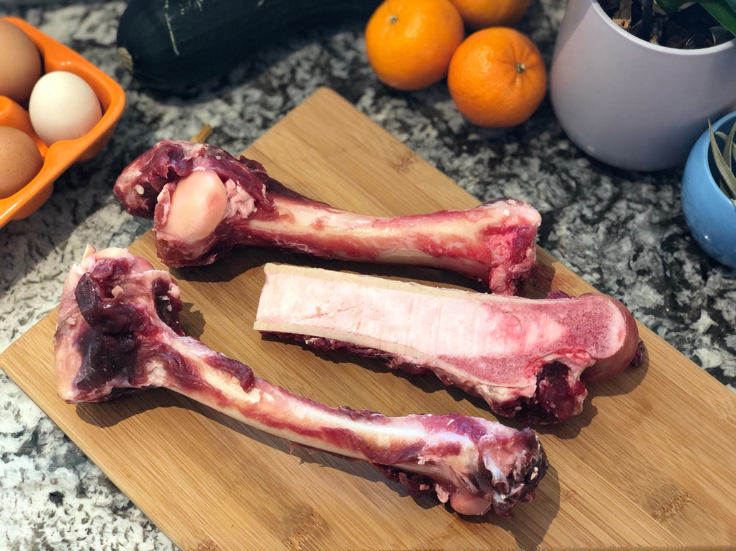 Wild Elk Bones