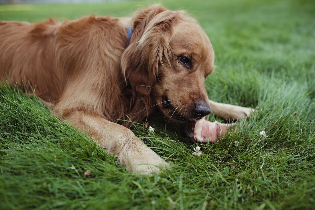 raw-feeding-guidelines-for-dogs-how-much-raw-food-to-feed-rwrf